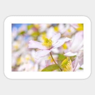 Spring Flora Sticker